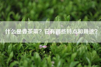 什么是香茶菜？它有哪些特点和用途？