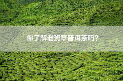 你了解老班章普洱茶吗？