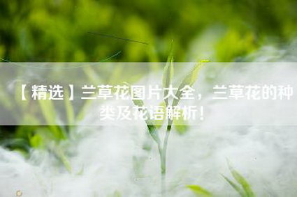 【精选】兰草花图片大全，兰草花的种类及花语解析！