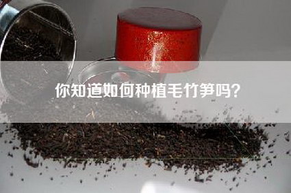 你知道如何种植毛竹笋吗？