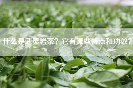 什么是武夷岩茶？它有哪些特点和功效？