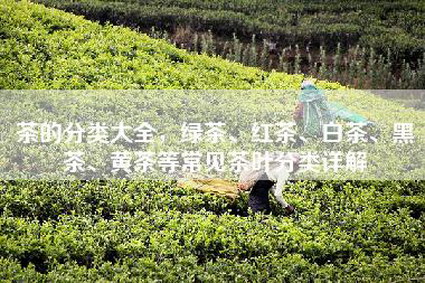 茶的分类大全，绿茶、红茶、白茶、黑茶、黄茶等常见茶叶分类详解