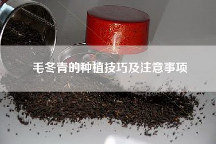 毛冬青的种植技巧及注意事项