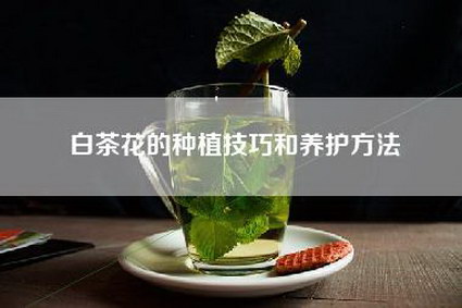 白茶花的种植技巧和养护方法