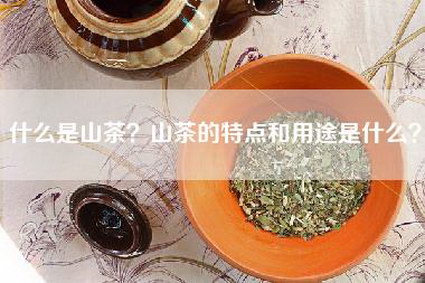 什么是山茶？山茶的特点和用途是什么？