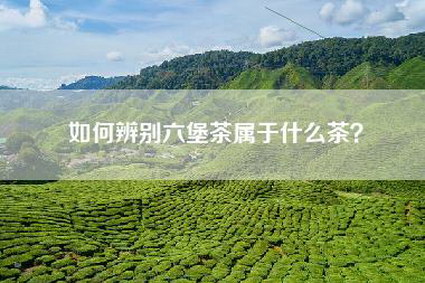 如何辨别六堡茶属于什么茶？