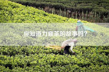 你知道力鼎茶的故事吗？