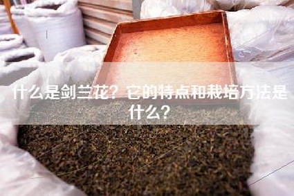 什么是剑兰花？它的特点和栽培方法是什么？