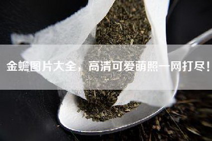 金蟾图片大全，高清可爱萌照一网打尽！