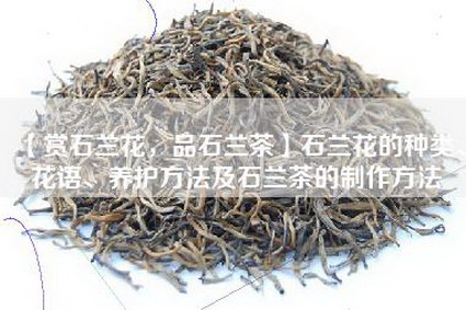 【赏石兰花，品石兰茶】石兰花的种类、花语、养护方法及石兰茶的制作方法