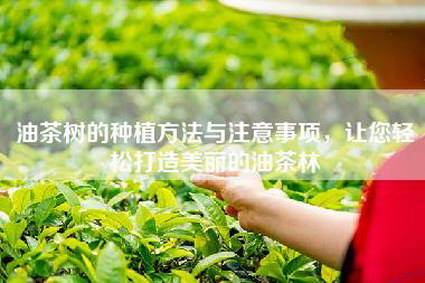 油茶树的种植方法与注意事项，让您轻松打造美丽的油茶林