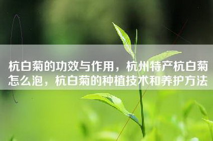 杭白菊的功效与作用，杭州特产杭白菊怎么泡，杭白菊的种植技术和养护方法