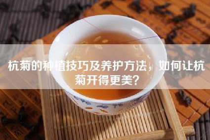 杭菊的种植技巧及养护方法，如何让杭菊开得更美？