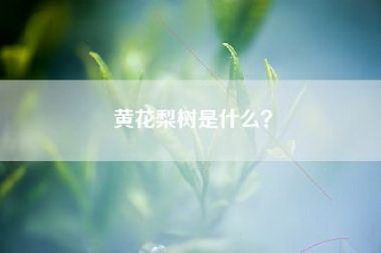 黄花梨树是什么？