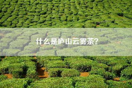 什么是庐山云雾茶？