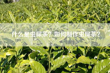 什么是虫屎茶？如何制作虫屎茶？