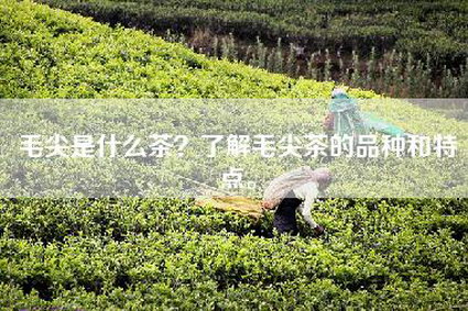 毛尖是什么茶？了解毛尖茶的品种和特点。