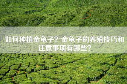 如何种植金龟子？金龟子的养殖技巧和注意事项有哪些？