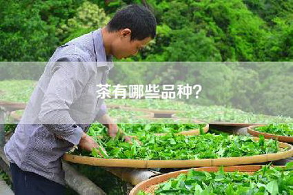 茶有哪些品种？