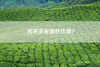 苦荞茶有哪些作用？