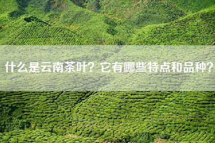 什么是云南茶叶？它有哪些特点和品种？