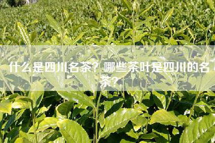 什么是四川名茶？哪些茶叶是四川的名茶？