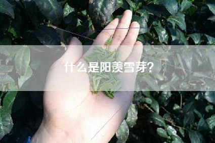 什么是阳羡雪芽？