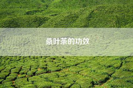 桑叶茶的功效