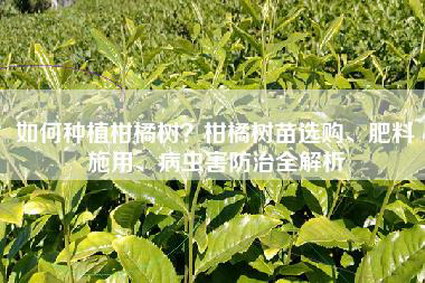 如何种植柑橘树？柑橘树苗选购、肥料施用、病虫害防治全解析